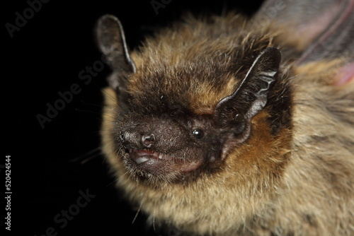 The northern bat (Eptesicus nilssonii) head detail in a natural habitat
