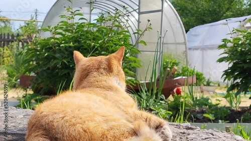 Portrait of a red cat on the background of a greenhouse on a sunny day