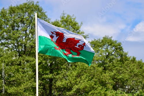 Wales flag - red dragon passant on white and green - bold and proud floating in the wind against green trees