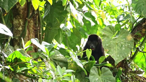 Mantled Howler Monkey (alouatta palliata), Costa Rica Wildlife, Eating Leaves and Plants in a Tree, Rainforest Animals, Boca Tapada, Costa Rica, Central America photo
