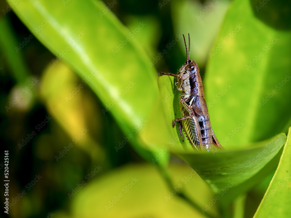 Macro photography of a brown grasshopper on a leaf, captured in a forest near the colonial town of Villa de Leyva, in central Colombia. Macro photography of a brown grasshopper on a leaf, captured in a forest near the colonial town of Villa de Leyva, in central Colombia.
