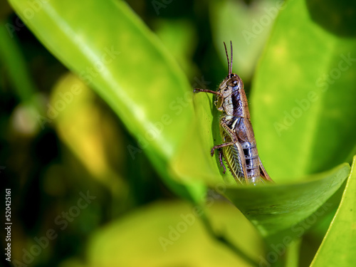 Macro photography of a brown grasshopper on a leaf, captured in a forest near the colonial town of Villa de Leyva, in central Colombia. photo