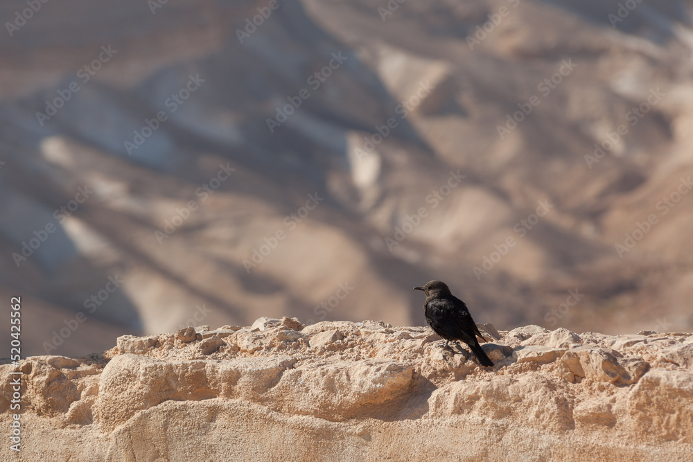 Fototapeta premium Black bird on the territory of the Masada fortress