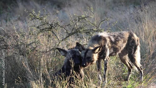 Couple of wild dogs in the African savannah of the Kruger National Park in South Africa, an ideal place to go on safari and observe these predators living in the wildlife of the savannah. photo