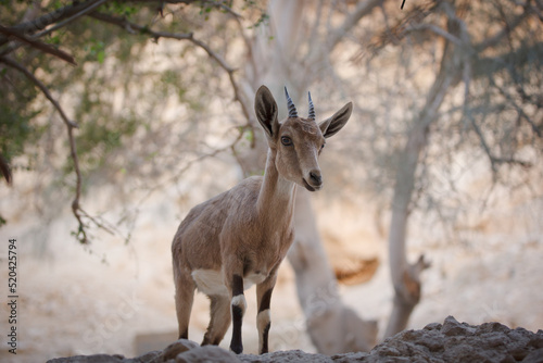 goat in the ein gedi nature reserve in Israel