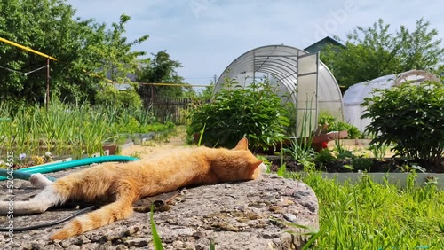 Portrait of a red cat on the background of a greenhouse on a sunny day in the garden