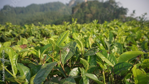 Young tea shoot in the field of tea plantation