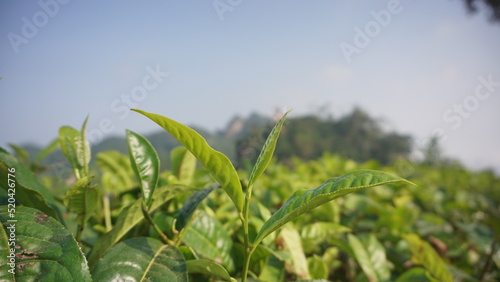 Closeup view of beautiful young upper fresh bright green tea leaves at tea plantation in in the morning