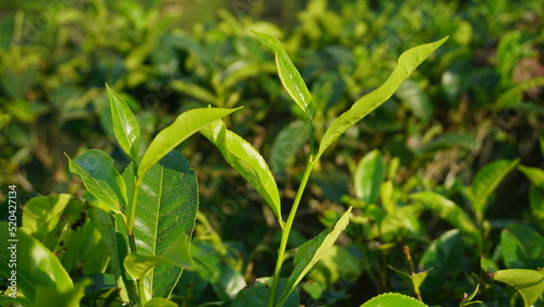 Closeup view of beautiful young upper fresh bright green tea leaves at tea plantation in in the morning