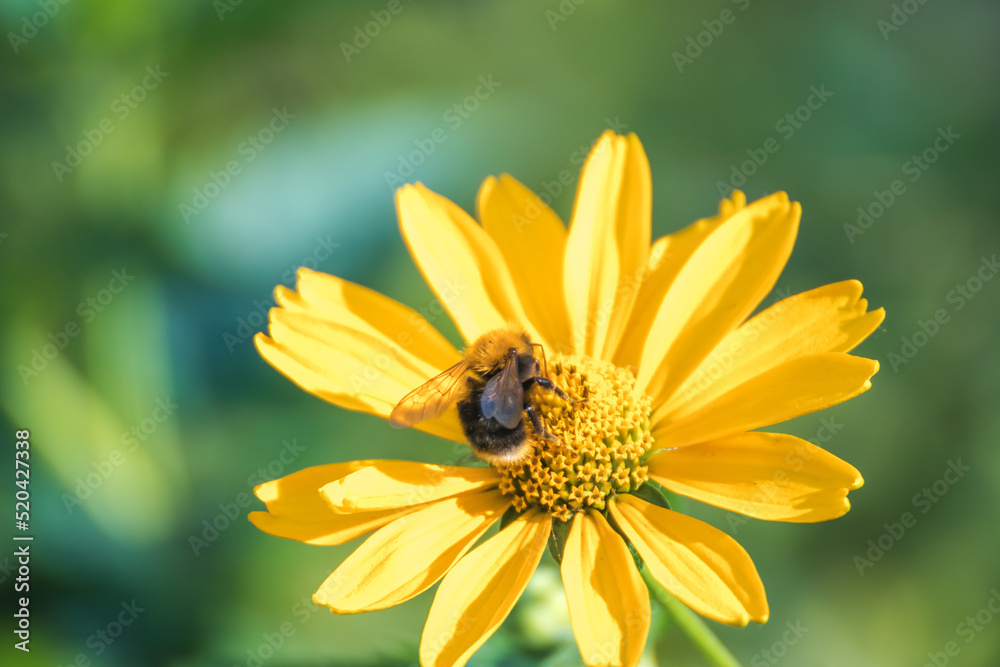 Honey Bee collecting pollen on yellow rape flower against blue sky. Bee on a yellow flower. Bee close up Honey Bee collecting pollen on yellow rape flower against blue sky. Bee on a yellow flower. Bee close up