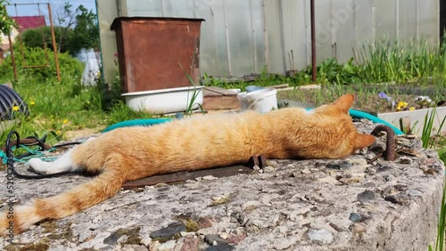 The cat is basking in the garden on a sunny day