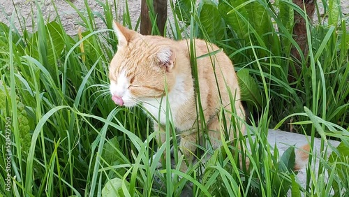 The cat eats sedge. A red kitten walks among the grass.
