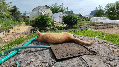 The cat is basking in the sun in the garden in summer