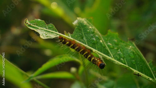 Caterpillar moth of the family Noctuidae - owlet moths, armyworm on rape leaf. It is a dangerous pest. © MdzFahmi