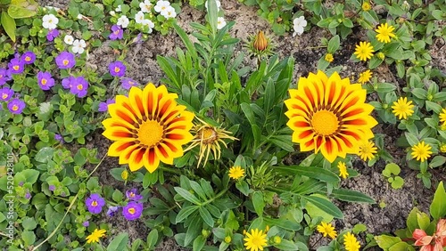 Yellow large flowers among small ones on a flower bed in the garden
