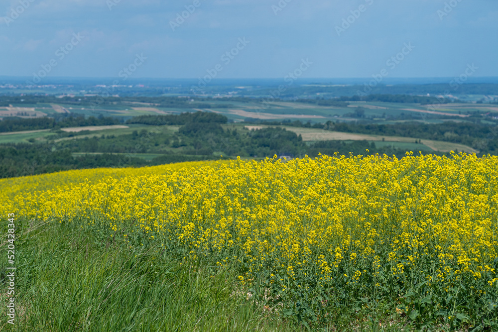A field of rape with a plain landscape in the background