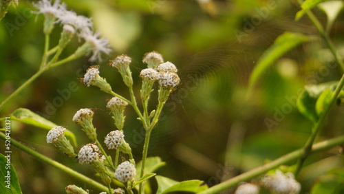 The grass is blooming beautifully with white flowers