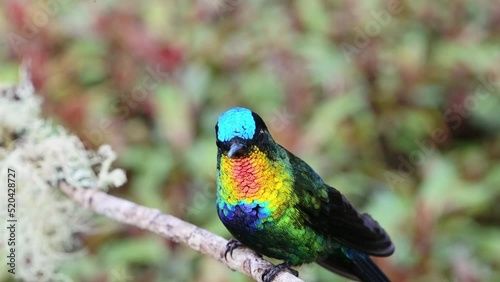 Costa Rica Fiery Throated Hummingbird (panterpe insignis) in Rainforest, Portrait of Active Birds Flying Around and Perching on a Branch with Colourful Irisdescent Feathers Brighly Coloured photo