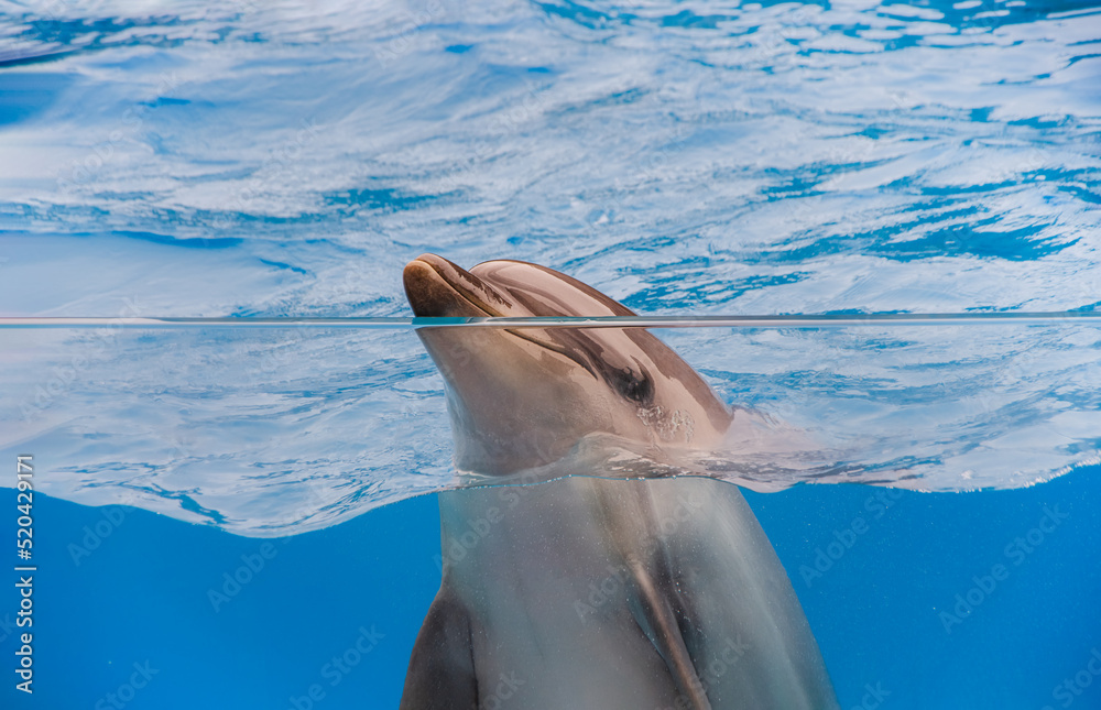 Fototapeta premium Cheerful Dolphin behind the glass of the aquarium. Dolphinarium. Manual dolphin in the water.