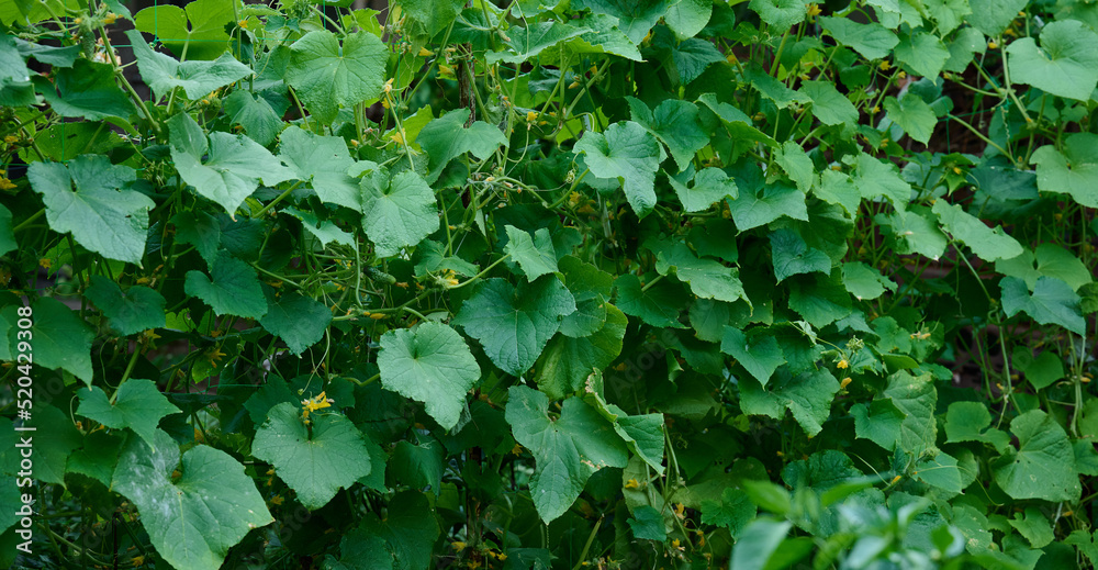 Growing bushes of cucumbers with green leaves in the vegetable garden Growing bushes of cucumbers with green leaves in the vegetable garden