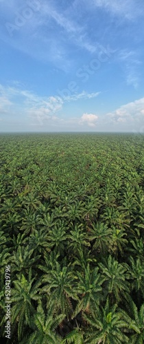 The Palm Oil Estates at Sarawak, the Borneo Island, Malaysia