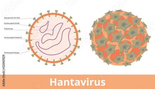 Orthohantavirus. Hantavirus infections in humans are associated with hemorrhagic fever with renal syndrome (HFRS) and hantavirus pulmonary syndrome (HPS). Virion visualization. photo