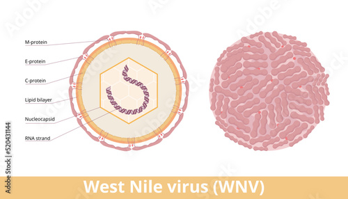 West Nile virus (WNV). Single-stranded RNA virus that causes West Nile fever. Viral cell visualization with double RNA strand, nucleocapsid, lipid bilayer and dimers. photo