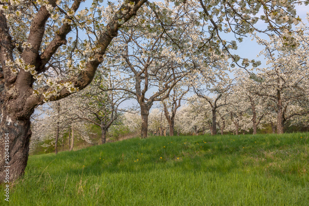 Blühende Kirschbäume (Prunus avium), Pfalz