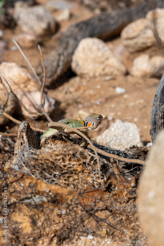 Eastern collared lizard, Crotaphytus collaris, basking in the sun on a rock in the Sonoran Desert. A colorful large lizard with yellow, red and green markings. Pima County, Oro Valley, Arizona, USA.