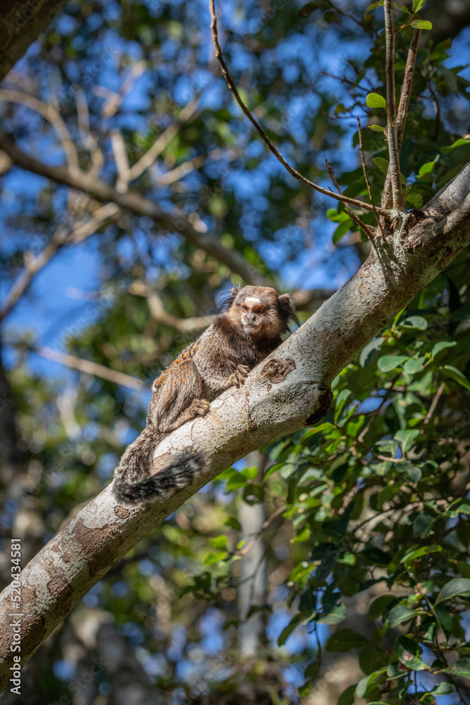 Marmoset monkey in Brazilian forrest