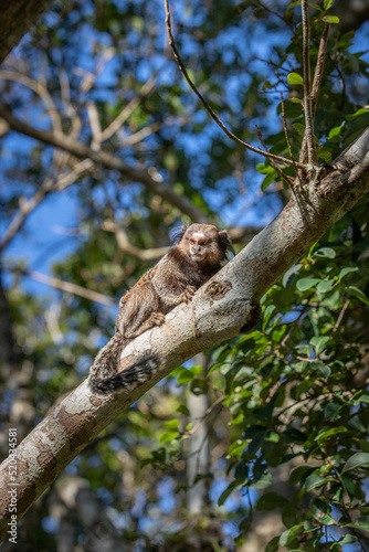 Marmoset monkey in Brazilian forrest