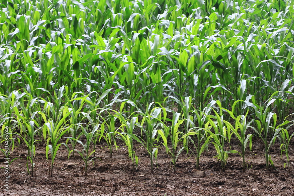 Agricultural crop of Corn Agricultural crop of Corn