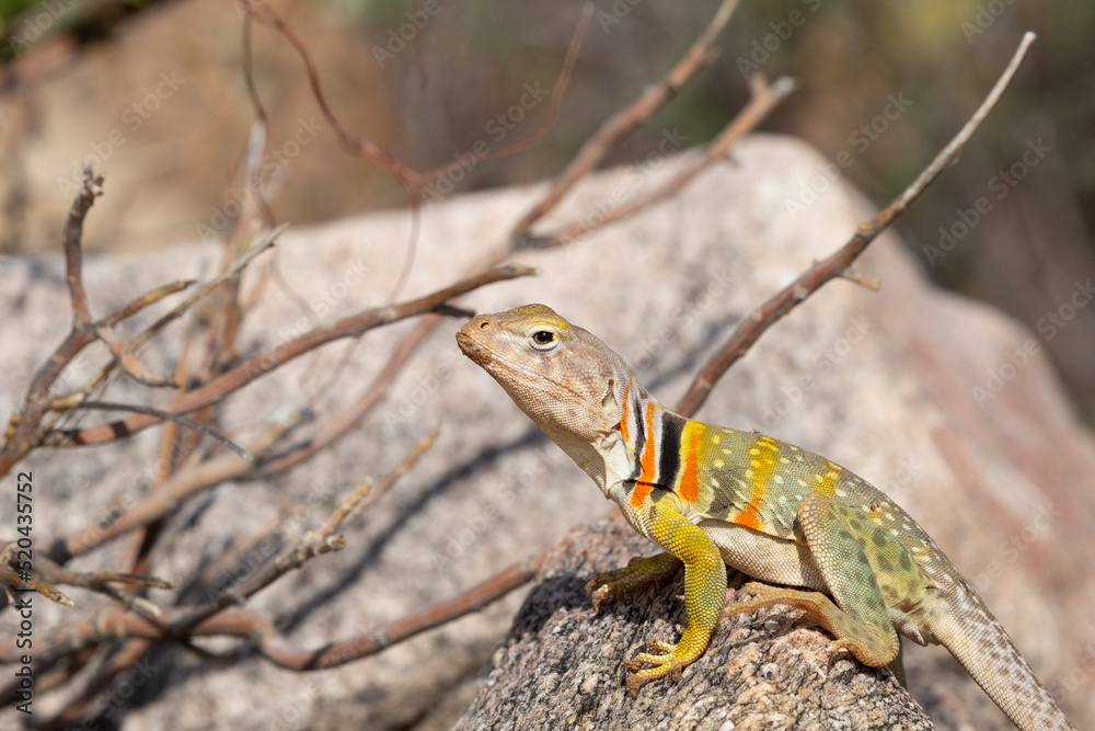 Fototapeta premium Eastern collared lizard, Crotaphytus collaris, basking in the sun on a rock in the Sonoran Desert. A colorful large lizard with yellow, red and green markings. Pima County, Oro Valley, Arizona, USA.