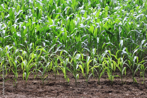 Agricultural crop of Corn