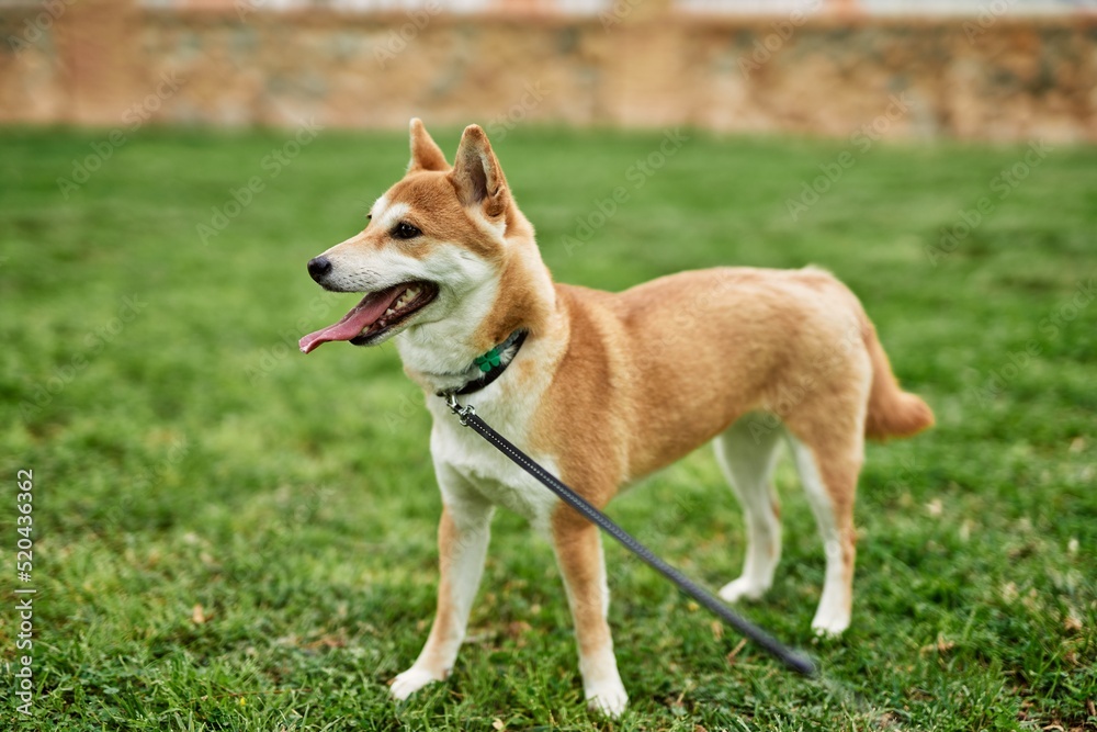 Beautiful Shiba inu dog confident and happy at park Beautiful Shiba inu dog confident and happy at park