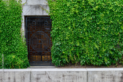 Canvas Print Mystery garden, black metal grate door in a cement wall covered in green vines,
