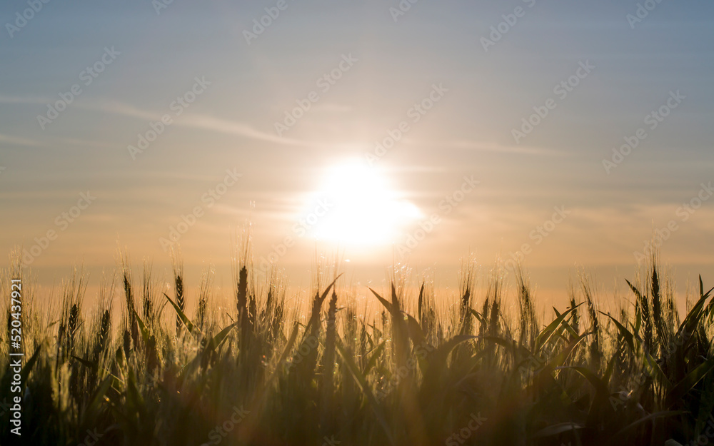 sunset in the middle of summer in the field full of wheat