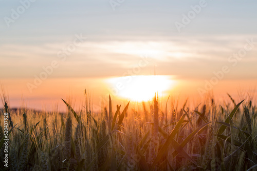 sunset in the middle of summer in the field full of wheat