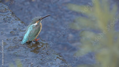 A kingfisher sitting on a riverbank in machida tokyo japan photo