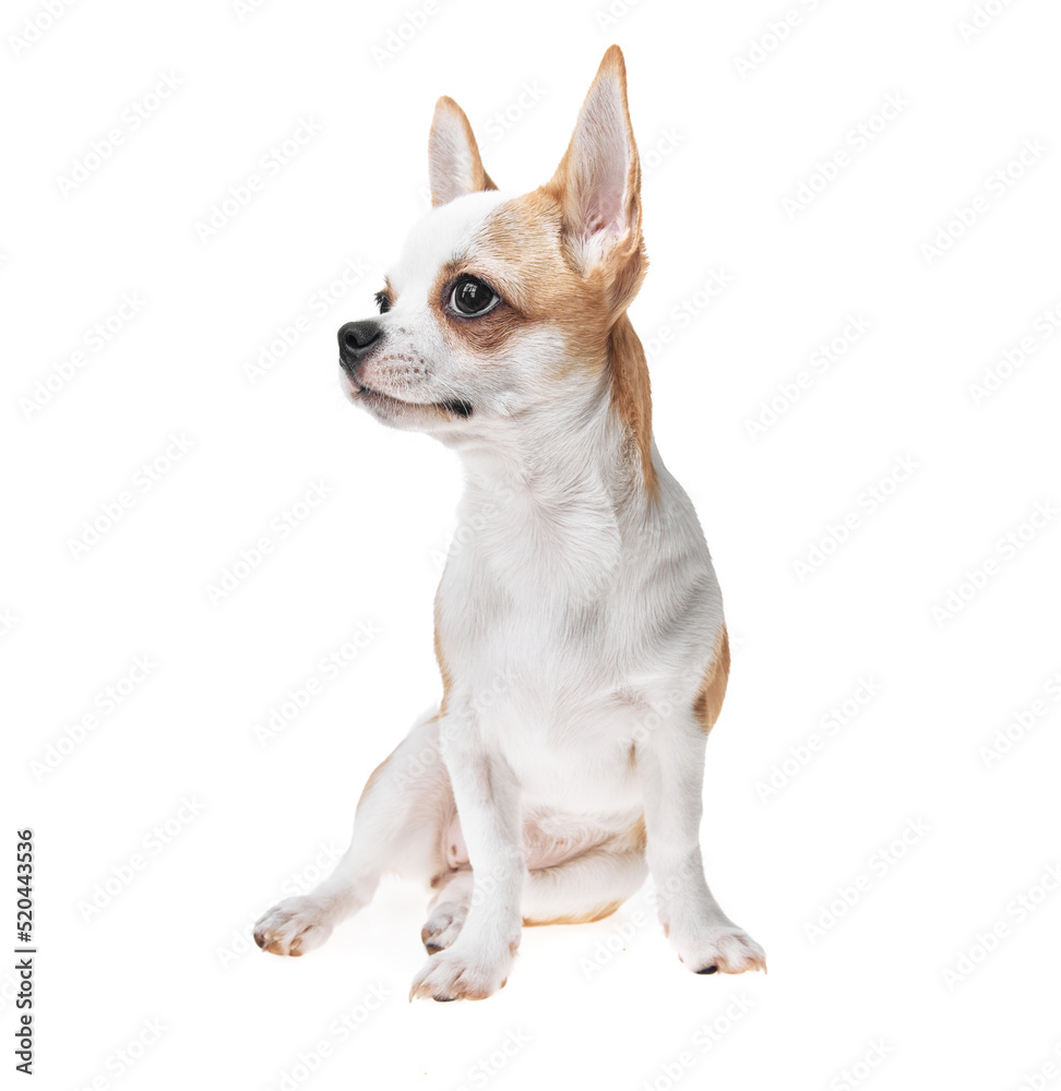 Beautiful and cute white and brown mexican chihuahua dog over isolated background. Studio shoot of purebreed miniature chihuahua puppy.