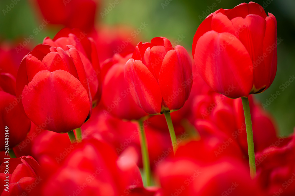 Flowers red tulips on green garden background