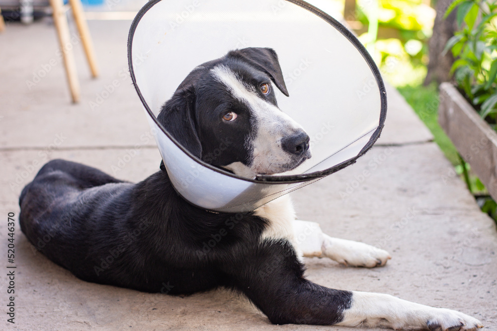 dog in a veterinary collar in the treatment of an illness dog in a veterinary collar in the treatment of an illness