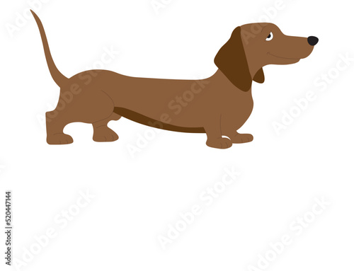 dachshund