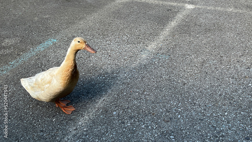 White and brown duck in parking lot