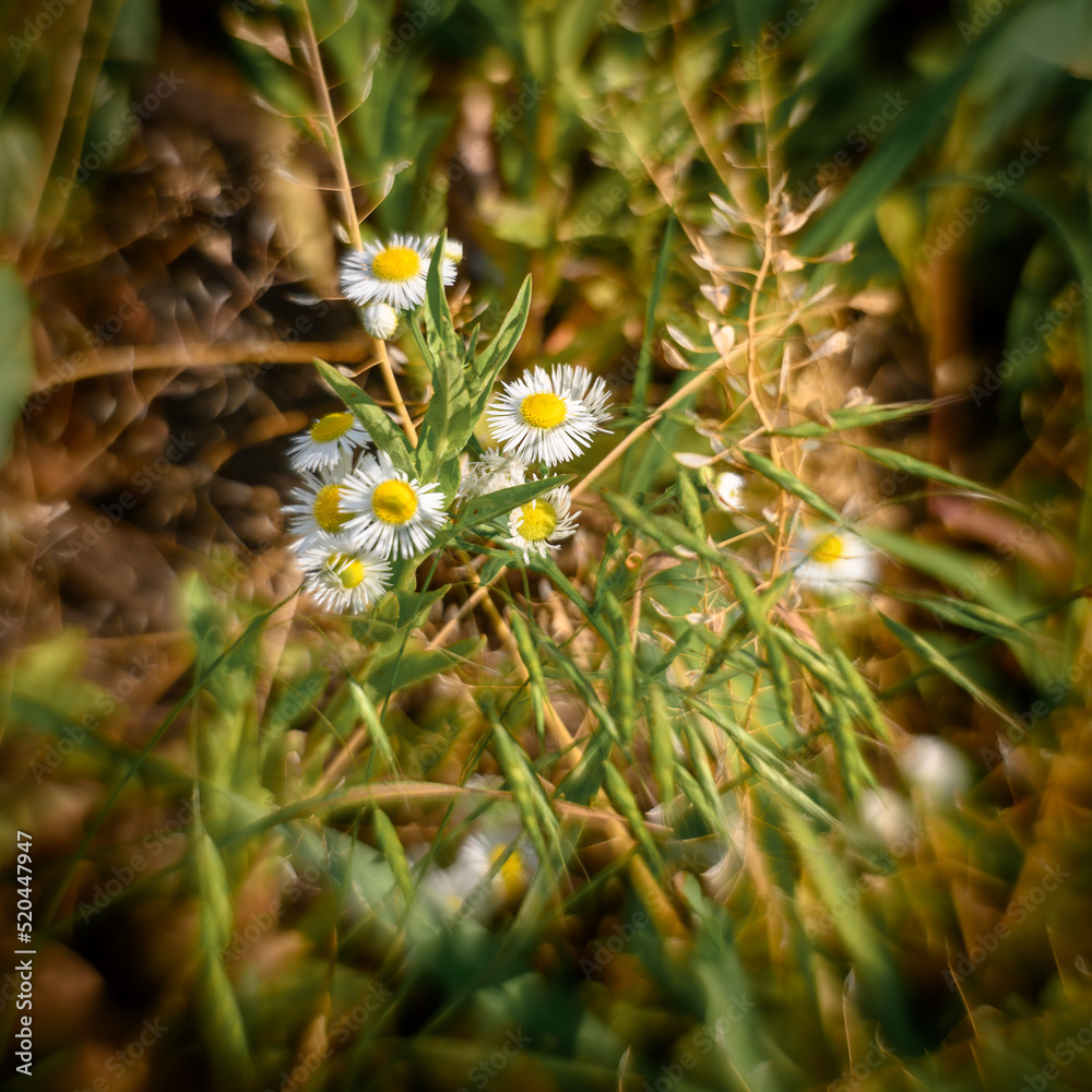 Mysterious daisies with unusual lens effect Mysterious daisies with unusual lens effect