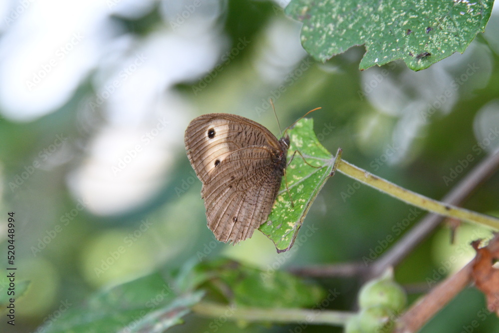 Fototapeta premium Butterfly