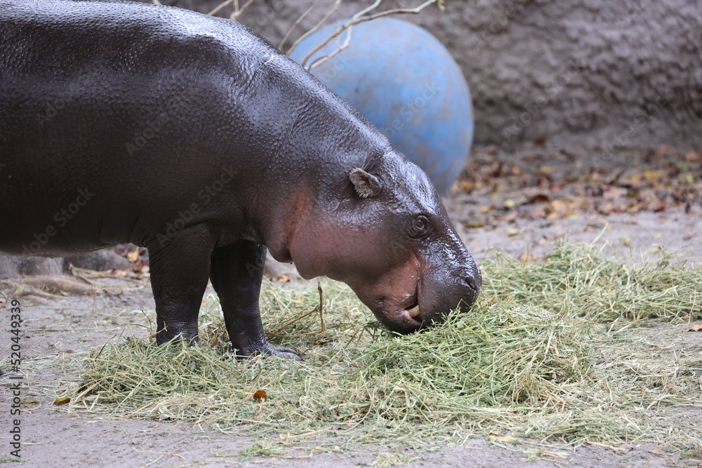 hippopotamus