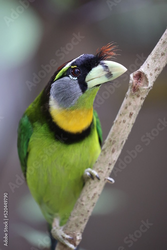 Fire-tufted barbet photo