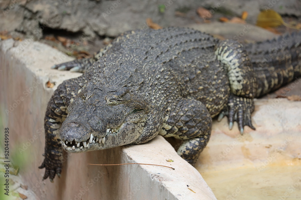 Obraz premium Cuban Crocodile