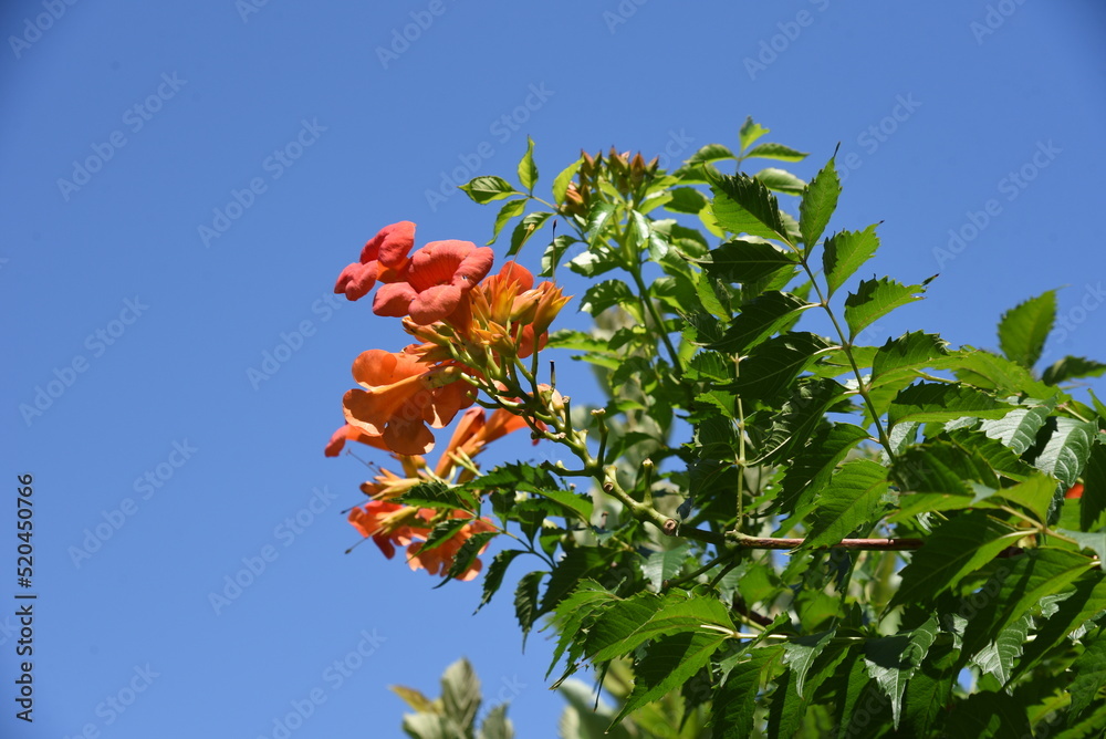 Trumpet creeper flowers. Bignoniaceae deciduous vine shrub, native to North America. Beautiful orange flowers bloom from July to September and grow vines attached to other trees.